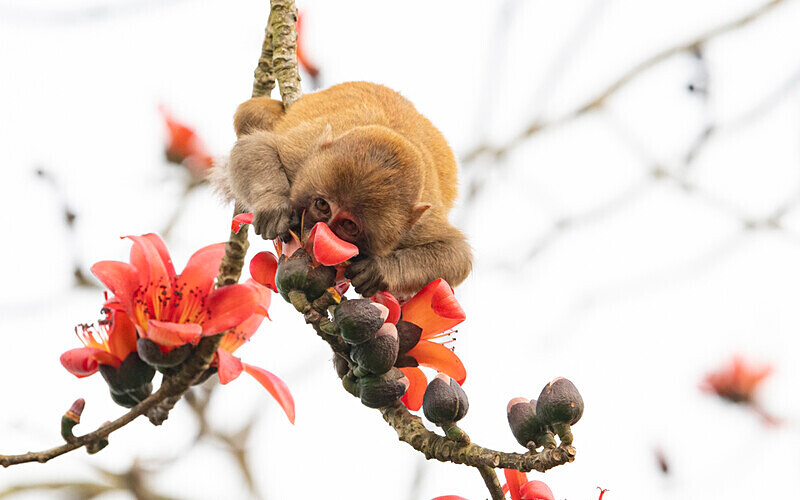 Assamese Macaque - Kaziranga National Park Noth East India 2025