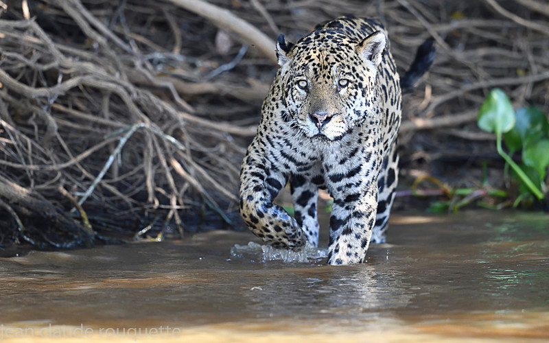  - Pantanal 2018 Porto Jofré