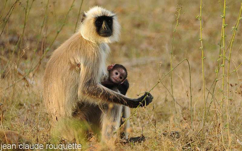 Mother Langur and cub. - Kanha NP and Bandhavgarh (India 2010)
