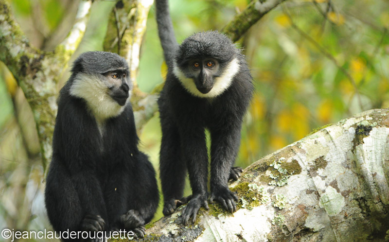 L'hoest monkey (cercopithèque) - Kibale N.P. Uganda 2012