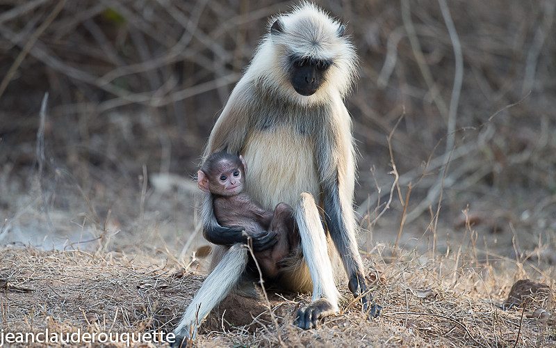  - Pench national park (India 2016)
