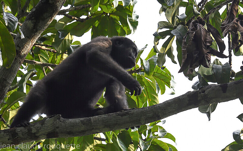 Lowland western gorilla (Jupiter group) - Odzala National Park (République du Congo (2019)