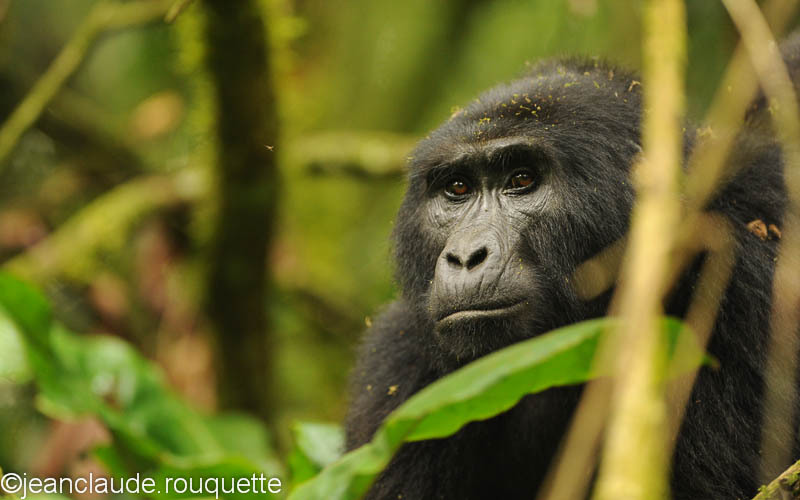 Female mountain gorilla - Bwindi impenetrable forest Uganda 2012