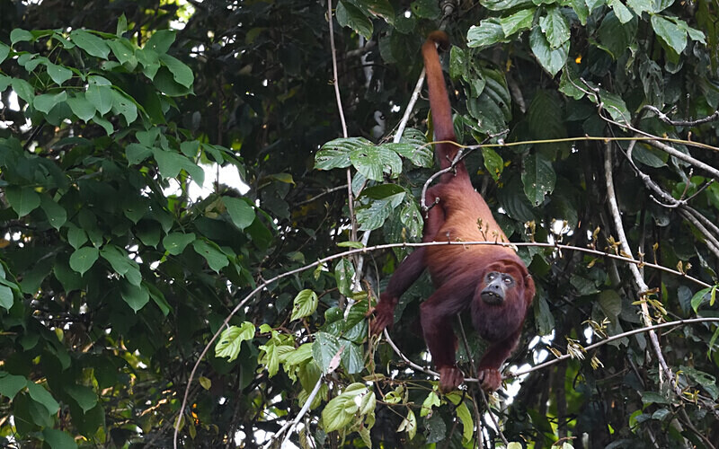 Howler Monkey - Pacaya Samiria Pérou 2022