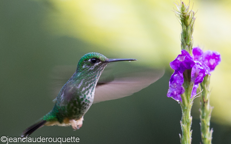 Many-spotted Hummingbird - Manu national park (Peru 2015)