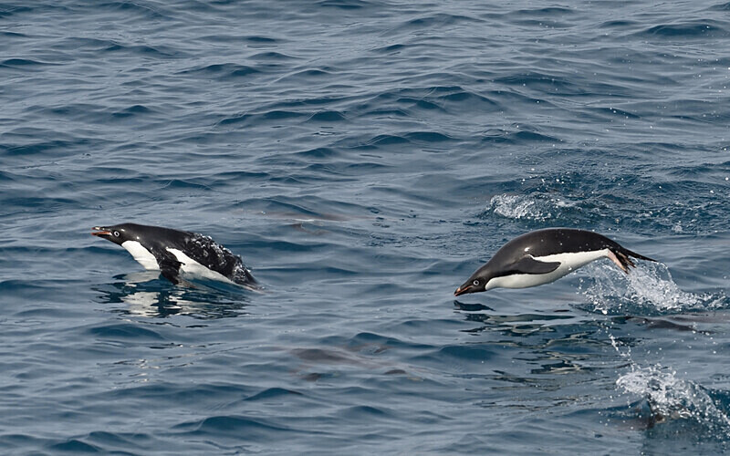  - Ushuaïa Malvinas South Georgia Antartica Peninsula
