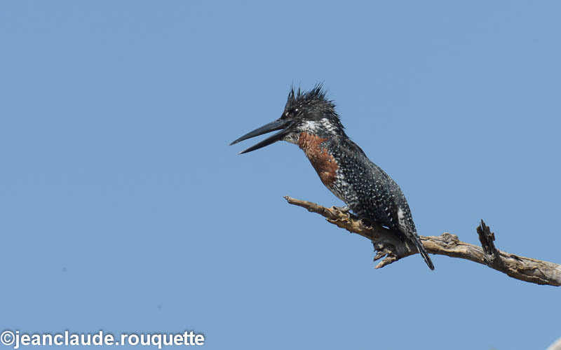 Giant kingfisher - South Luangwa 2014 (Zambia)