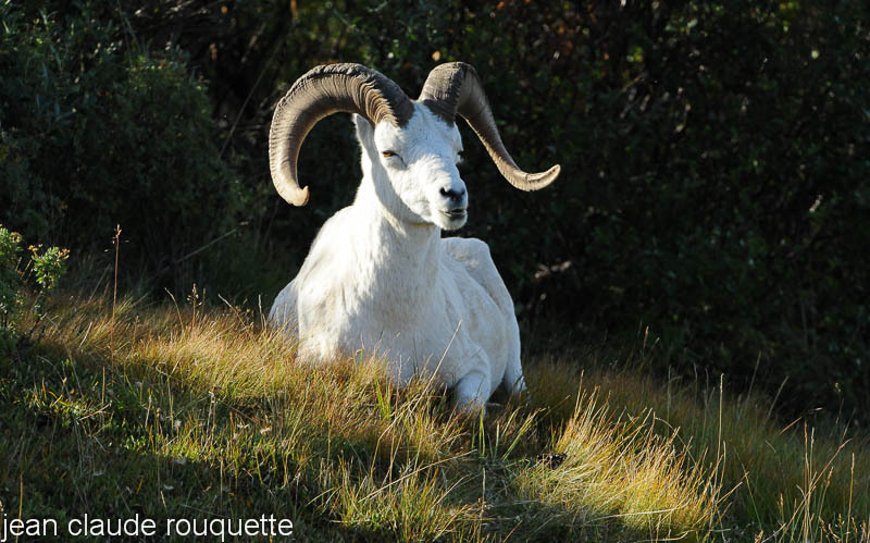 Dall sheep. - Denali national park (Alaska 2010)