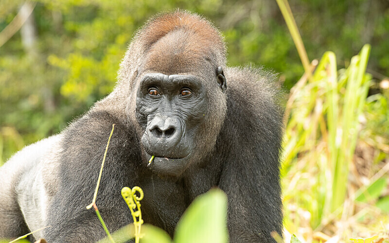 Silver back - Loango national park (Gabon 2024)