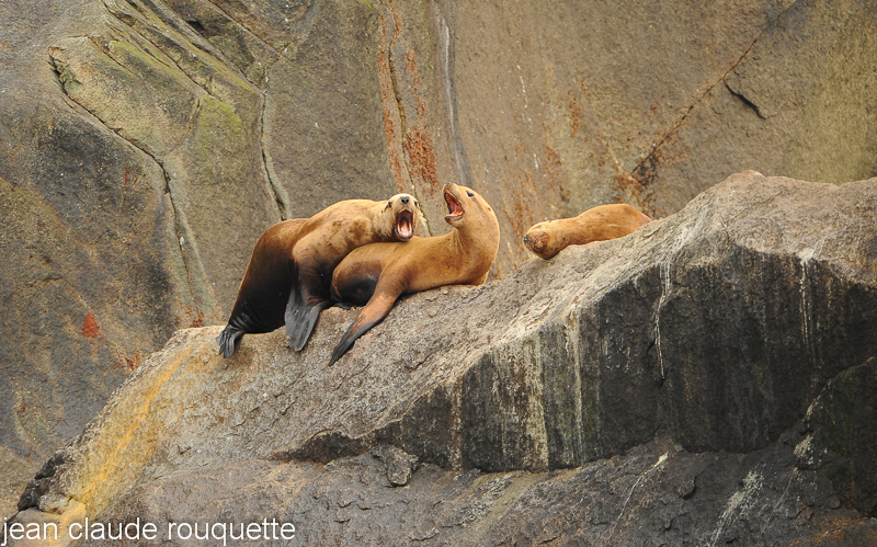 Sea lions - Kenai fjord (Alaska 2010)