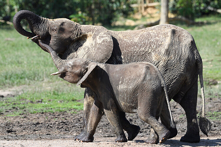  - Dzanga Sangha National Park (République Centrafricaine) 2019