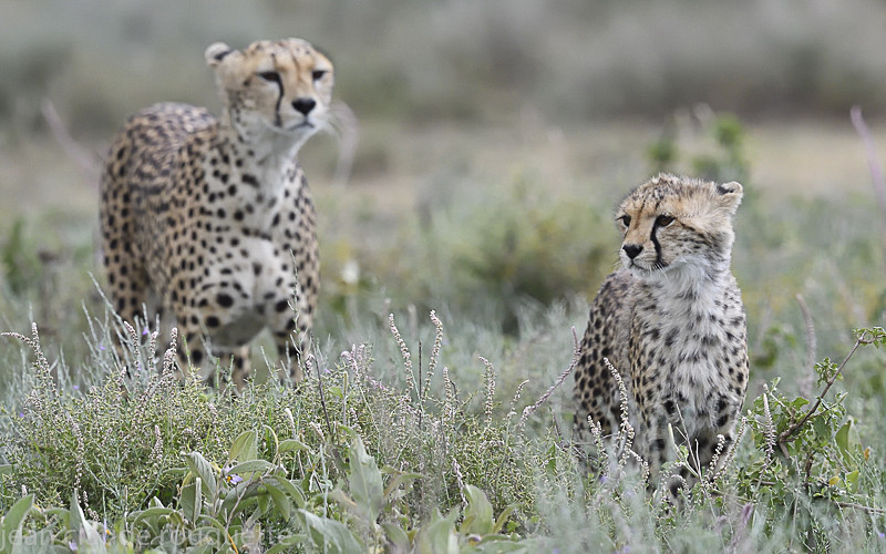  - Serengeti N.P. and N'Gorongoro Tanzania 2018