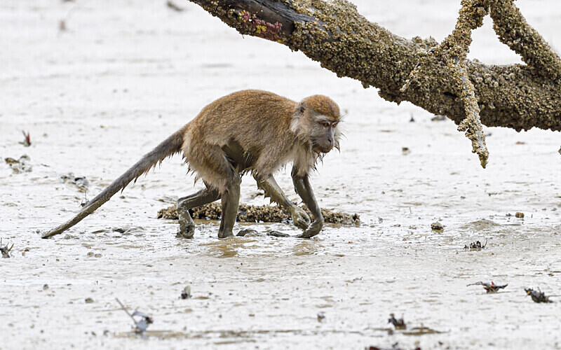 Long tailed macaque - Sarawak (avril 2024) Borneo Malaisie