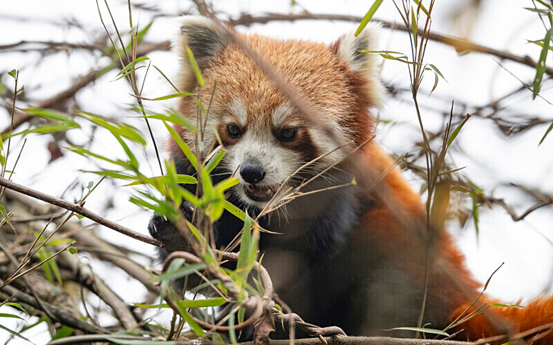 Red Panda - Singalila National Park February 2025 North East India