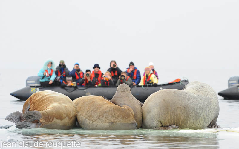 Walruses and turists! - Svalbard et Norvège 2011