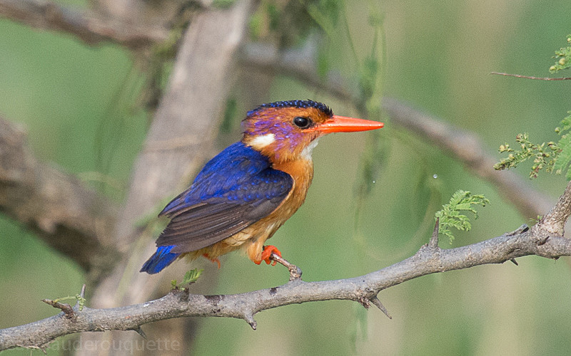 Kazinga channel - Uganda 2016