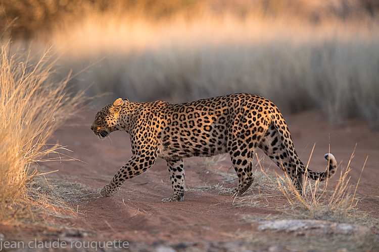  - Kgalagadi transfrontier park (2017)