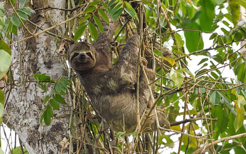 Sloth - Pacaya Samiria Pérou 2022