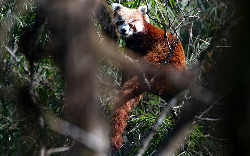 Red Panda - Singalila National Park February 2025 North East India