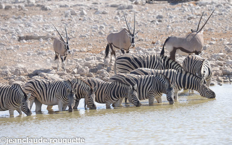Zebras and Oryx - Etosha N.P.(Namibia 2013)