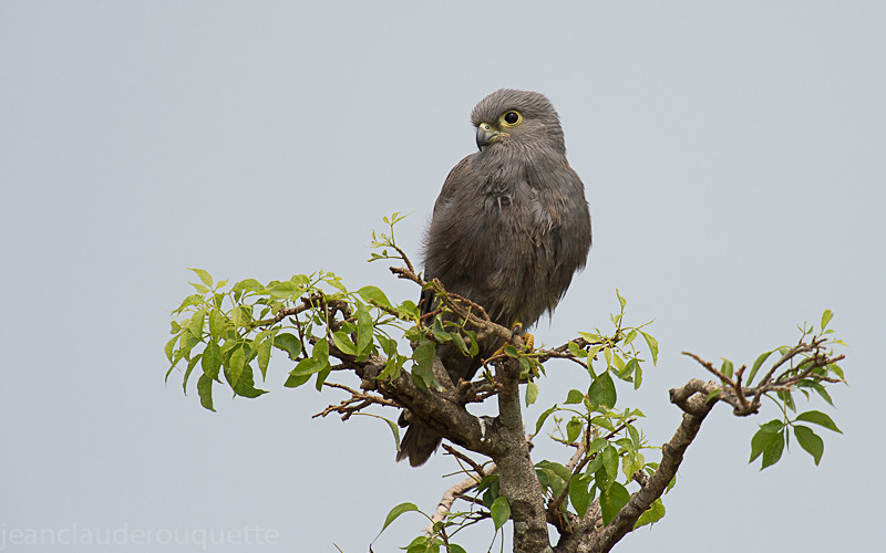 Murchison - Uganda 2016
