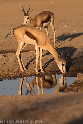  - Kgalagadi transfrontier park (2017)