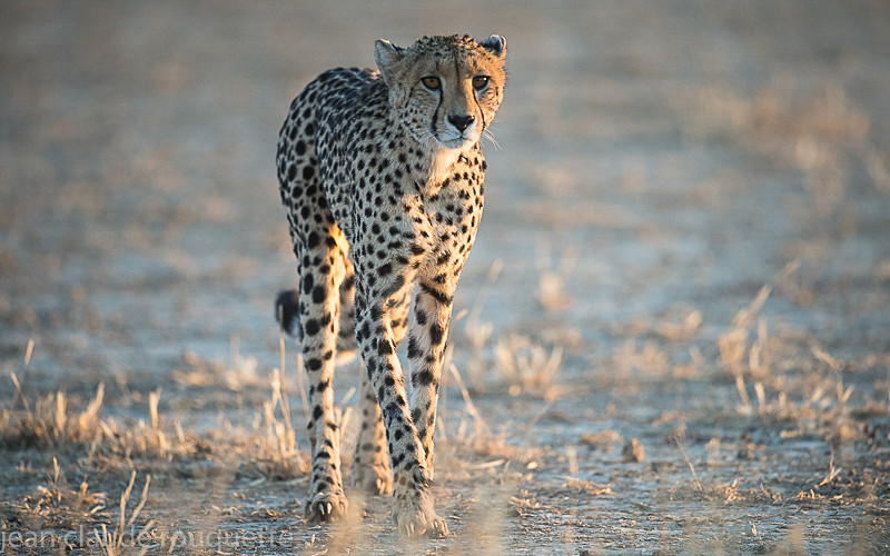  - Kgalagadi transfrontier park (2017)