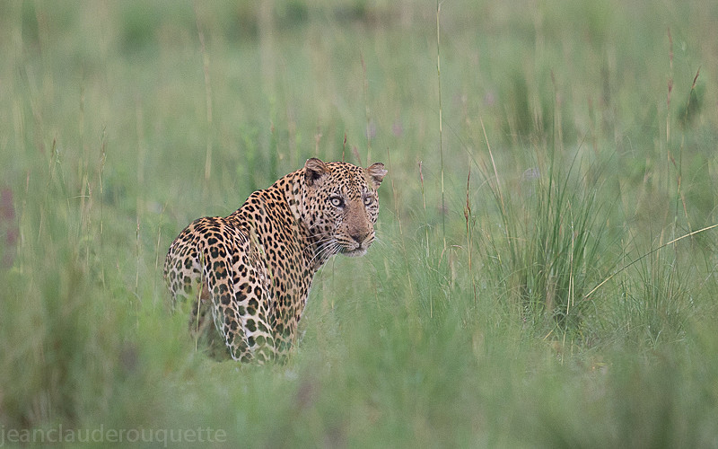 Murchison - Uganda 2016