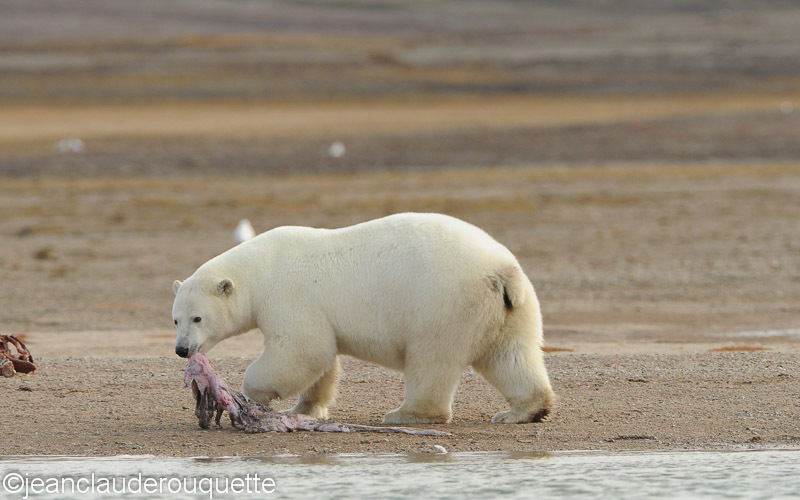 Polar bear and a piece of beluga's skin - North Canada 2012