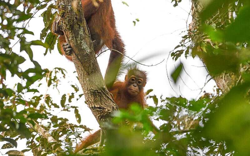 Mother and baby - Sarawak (avril 2024) Borneo Malaisie
