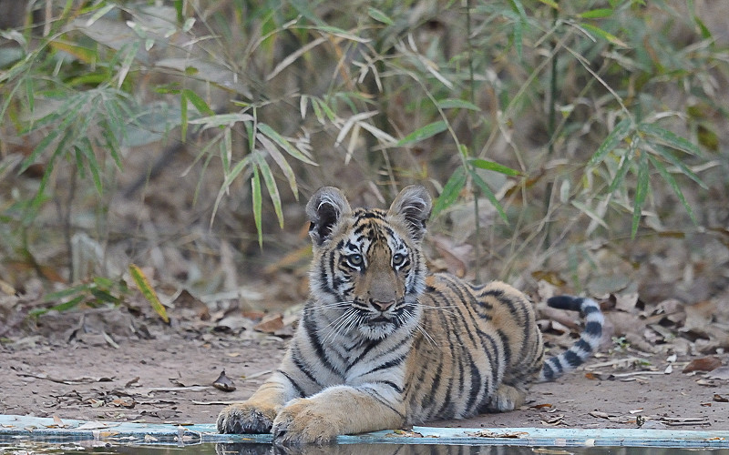  - Tadoba national park (India 2016)