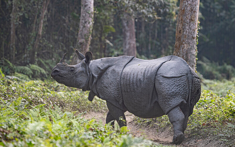 Rhino - Kaziranga National Park Noth East India 2025