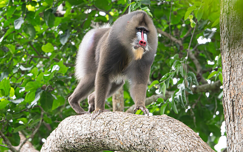 Alpha male - Parc national de La Lope (Gabon 2024)
