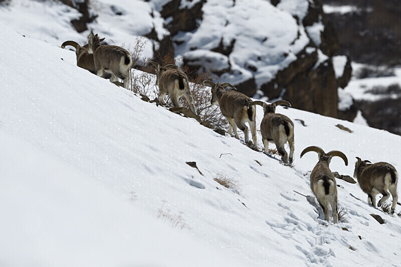 Blue Ship - Spiti panthère des neiges  Inde 2023
