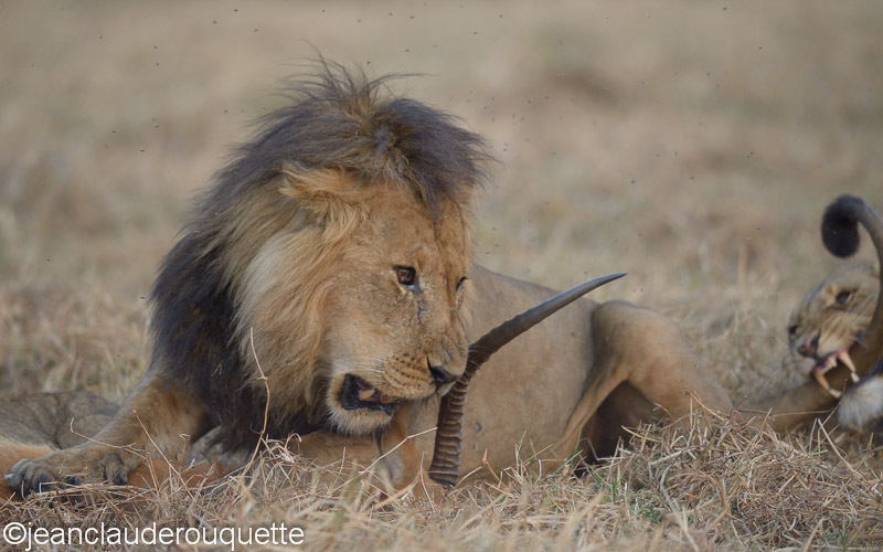  - Kafue N.P. (Zambia2014)