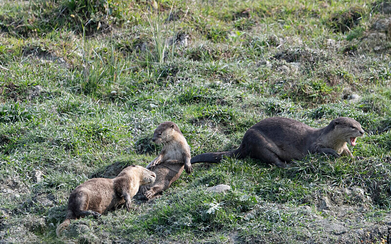 Otters family - Kaziranga National Park Noth East India 2025