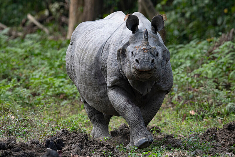  - Kaziranga National Park Noth East India 2025