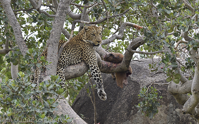  - Serengeti N.P. and N'Gorongoro Tanzania 2018