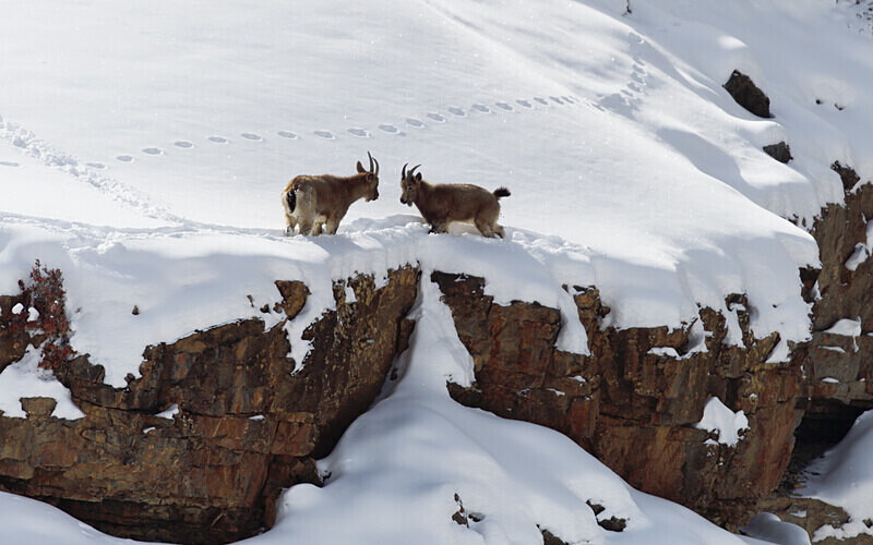 Ibex - Spiti panthère des neiges  Inde 2023