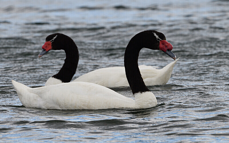 Black necked swan - Patagonie Chilienne: Magellan Channel and Torres del Paine N.P.