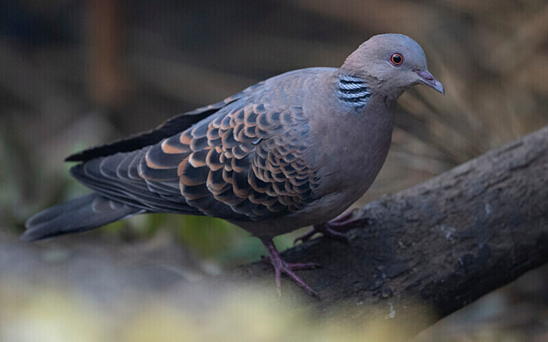Spotted Dove - Singalila National Park February 2025 North East India