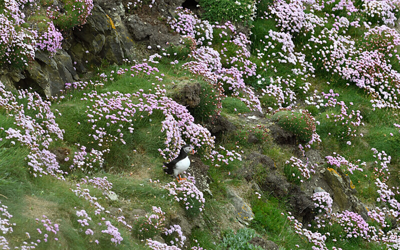 Macareux at Sumburgh - Shetlands and Cairngorn national park (Scotland)