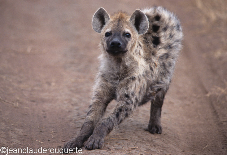 Spotted hyena - Serengeti N.P. and N'gorongoro Tanzania 1998, 2005 and 2006