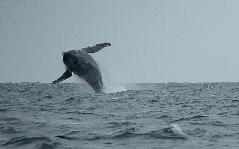 Humpback whale - Loango national park (Gabon 2024)