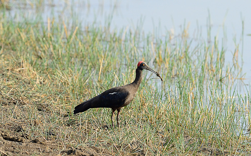 Red-naped Ibis - Tadoba national park (India 2016)