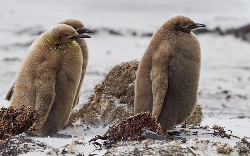 King Penguins Chicks - Ushuaïa Malvinas South Georgia Antartica Peninsula