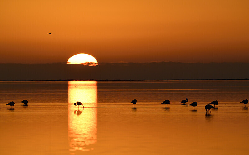 Flamans au coucher du soleil - méditerranée 2022 et 2023
