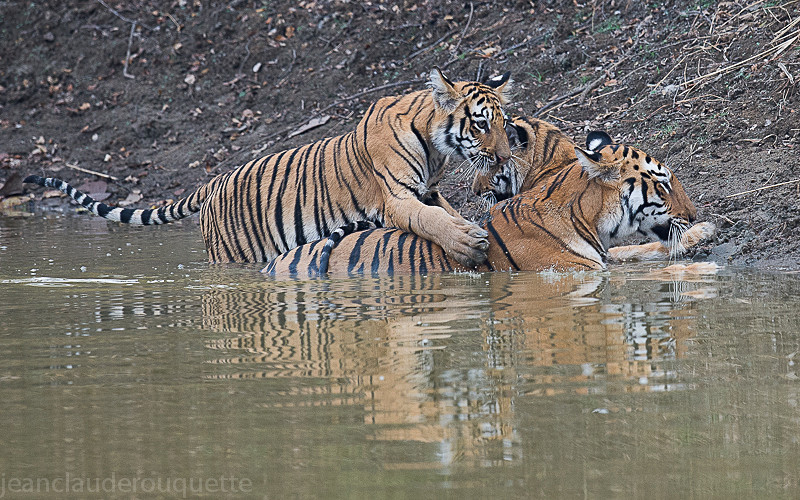  - Tadoba national park (India 2016)