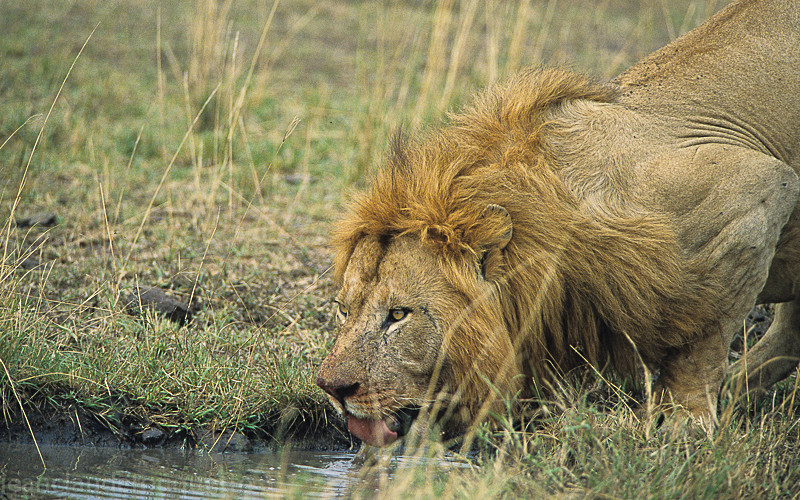Lion - Masai mara 2009 oloololo gate (Kenya 2009)