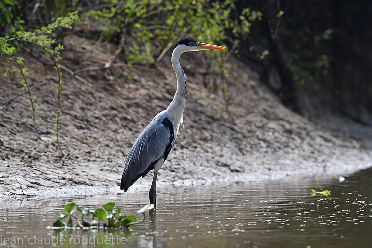 Cocoi Heron - Pantanal 2018 Porto Jofré